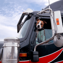 Bring pets to work makes truck driving a great career